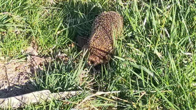 Ein Igel sucht im Gras nach Nahrung.