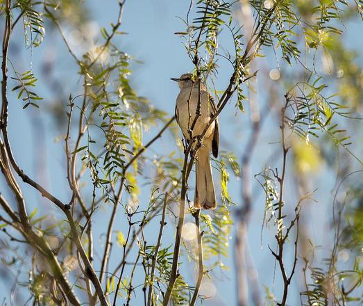 A bird perches gracefully on a slender branch surrounded by lush green leaves. Sunlight filters through, creating a serene and natural ambiance against the clear blue sky. Photography by Debra Martz