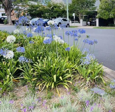 Agapanthus plantings, Bellingen