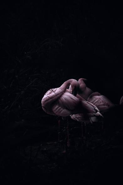 A group of flamingos rests in a dark, moody environment. The soft pink of their feathers contrasts subtly against the deep shadows, creating a tranquil and atmospheric scene.