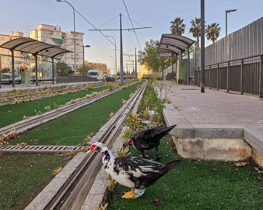 Two geese pick their way around tracks passing through a disused tram station