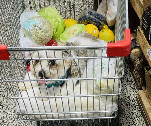 Wo/man's best friend in food section of supermarket