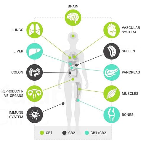 Diagram depicting which human organs relate to which endocannabinoid receptors. Lungs, brain, vascular system, reproductive organs and muscle behaviour are regulated by CB1 receptors ( anandamide and THC). 
Colon, spleen and immune system are regulated by CB2 receptors (2-AG and CBN). Bones, pancreas and liver are regulated by both type of receptors.