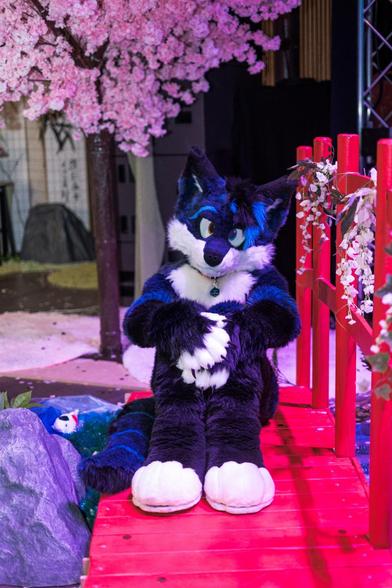 A photography of a fox fursuiter sitting on a red wooden bridge and completely blocking it. With his paws, which are revealing some sharp looking claws, placed in front of him onto his ankled knees he's looking into the camera in a challenging way, with his head tilted slightly to the side. The background shows an artificial garden with a cherry blossom tree and a river underneath the bridge, placed at Valhalla, the second venue of NordicFuzzCon 2025.