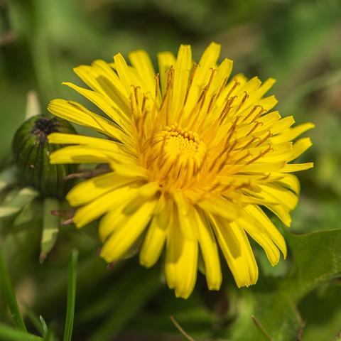 Closeup photograph of a dandelion bloom next to a flower bud with out of focus green foliage in the background. Dandelions have long, narrow petals that radiate from the flower's center in overlapping, concentric layers. They have stiff, hollow stems and spring lettuce-type leaves with heavily scalloped edges.