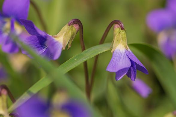 Closeup photograph of a just opened common blue violet flowers drooping down from brown-purple stems surrounded by out of focus violets and green foliage. Violets have five petals in a zygomorphic arrangement with two teardrop petals above and behind three lower petals that form a cup or trumpet around the center with stigma styles circling and obscuring the entrance to the flower's interior. These particular flowers are still partially closed in a trumpet shapes that hang down from their stems.