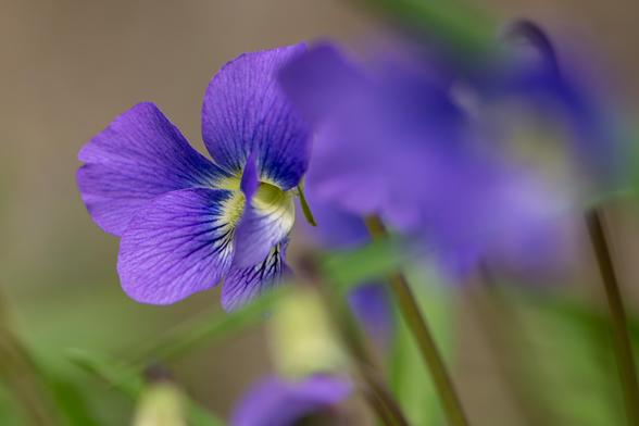 Closeup photograph of a common blue violet flower surrounded by out of focus violets and green foliage. Violets have five petals in a zygomorphic arrangement with two teardrop petals above and behind three lower petals that form a cup or trumpet around the center with stigma styles circling and obscuring the entrance to the flower's interior.
