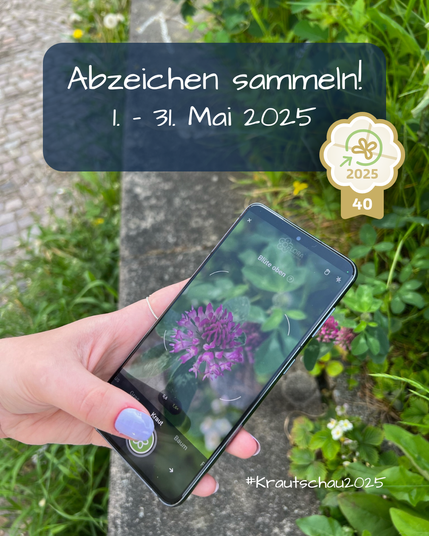 Eine Hand hält ein Smartphone über eine Wiese, die von einer Rasenkante aus Stein begrenzt ist. Im Display des Smartphones ist eine Blüte des Rot-Klees zu sehen, diese wird gerade fotografiert. Im oberen Bereich des Bildes ist ein Textfeld, in dem steht: Abzeichen sammeln! 1.-31. Mai 2025