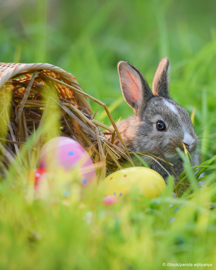 Kleiner Hase neben bunten Eiern in einer Wiese.