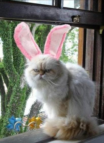Photo of a somewhat-angry-looking long-haired white cat, sitting in a windowsill, with a few Easter decorations in the bottom edge of the image. Someone has put pink bunny ears on his head, and he is apparently not happy about it.