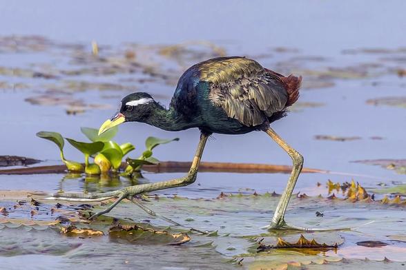 Un Jacana bronzé (Metopidius indicus) sur le lac Vembanad dans le Kerala (Inde).