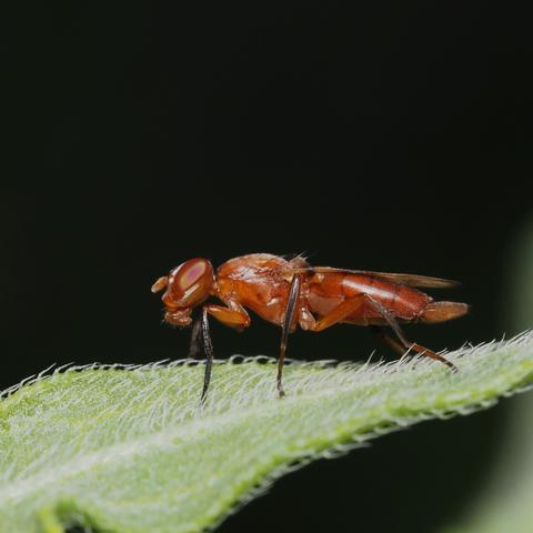 Zacompsia, a picture-winged fly. This one is oriented side view, grasping a leaf. It's rust-red in color and elongated.