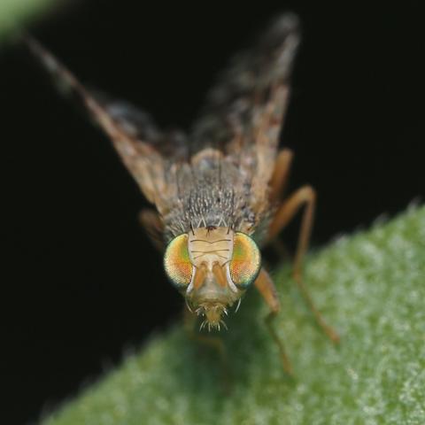 This fly (Neotephritis finalis) is positioned head on, so we see it's face in detail. They eyes are iridescent (greenish/reddish)