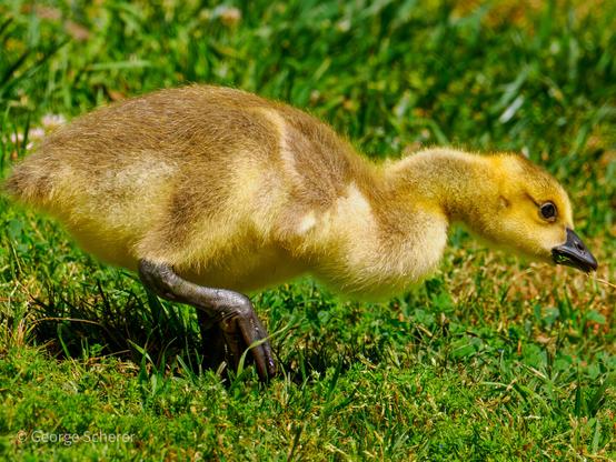 Close up of a baby canada goose (gosling), walking to the right on bright green grass.  The bird is looking down at the grass, searching for something to eat.