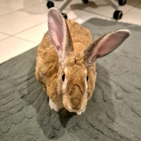 🐰