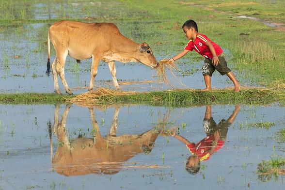 Un garçon nourrit une vache avec du foin dans une rizière de Si Phan Don (Laos).