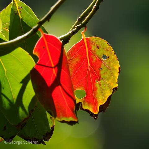 Three Camphor tree leaves hanging from three thin branches, against an out of focus green background.  One leaf is green,  one is red, and the other is half red and half yellow, with brown edges.