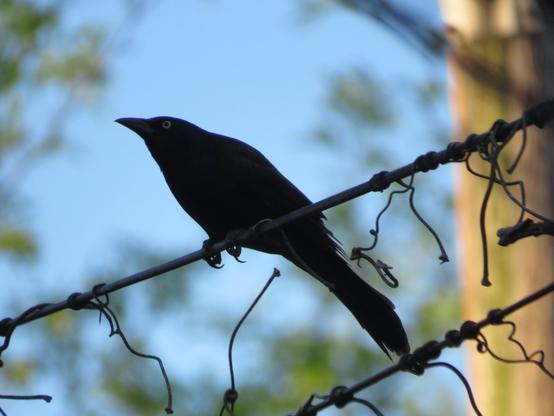 A medium-sized bird, silhouetted against the sky, perches on a telephone line. The bird appears all-black due to the light at its back, but its near eye is visible.