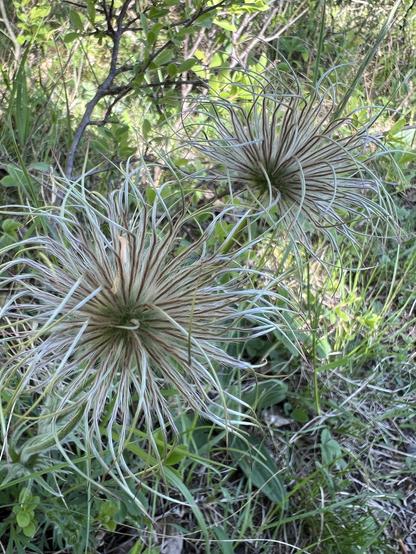 Auf dem Bild sind zwei Fruchtstände von Pulsatilla vulgaris (Gewöhnliche Küchenschelle) zu sehen. Es handelt sich um Sammelfrüchte (Achänen) mit stark verlängerten, feinhaarigen Griffeln, die eine auffällige, kugelige Struktur bilden. Die Griffel dienen der Windverbreitung (Anemochorie). Die Fruchtstände sind voll ausgebildet und zeigen die typische silbrig-grüne Färbung. Die Pflanze befindet sich in einer offenen, grasreichen Vegetation, auf einem kalkreichen Boden, wie es für diese Art typisch ist.