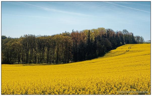 Geschwungen von links unten nach rechts oben ansteigender Hügel, im Vordergrund leuchtend gelb blühender Raps, dahinter ein Streifen Wald in erstem Frühlingsgrün unter einem blassblauen Himmel mit dünnen Schleierwolken.