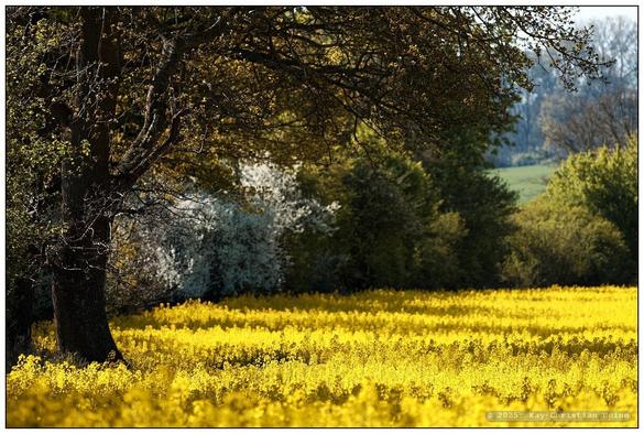 Eine knorrige Eiche reckt ihre Äste mit erstem Frühlingsgrün vom linken Bildrand her über ein leuchten gelb blühendes Rapsfeld, im Hintergrund unscharf ein Knick im ersten Frühlingsgrün mit einem weiß blühenden Weißdorn im rechten Bilddrittel. Geraffte Teleperspektive.