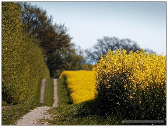 Ein sandiger Feldweg führt im linken Bilddrittel auf und ab der hügeligen Landschaft in die Tiefe des Bildes hinein, rechts von leuchtend gelb blühendem Raps, links von einer dichten, hohen Hecke im ersten Frühlingsgrün begrenzt.