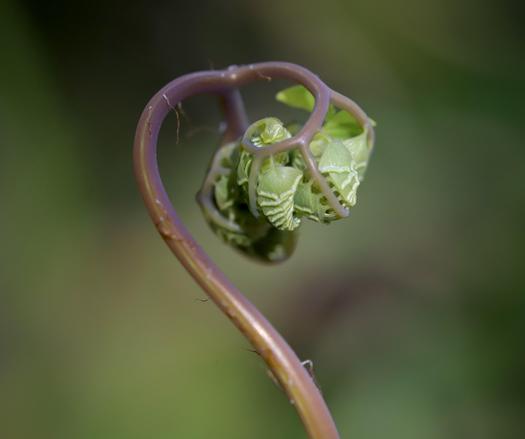 A long slender fern stem raising into the air, with a curly bunch of leaflets balled up like a fist, slowly starting to uncoil itself.