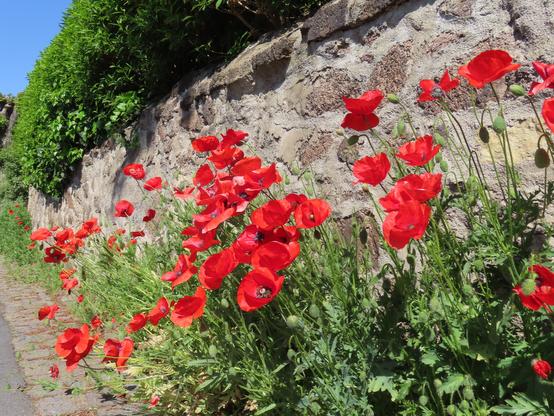 Viel roter Mohn am Straßenrand, vor einer Bruchsteinmauer.