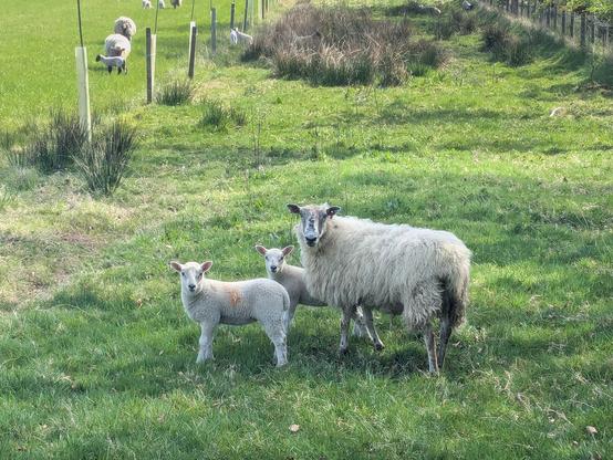 Colour photograph of a medium woolly white sheep with a long narrow face, looking at the camera. She has two chunky white lambs with her, also looking at the camera. They are standing in a grassy field.