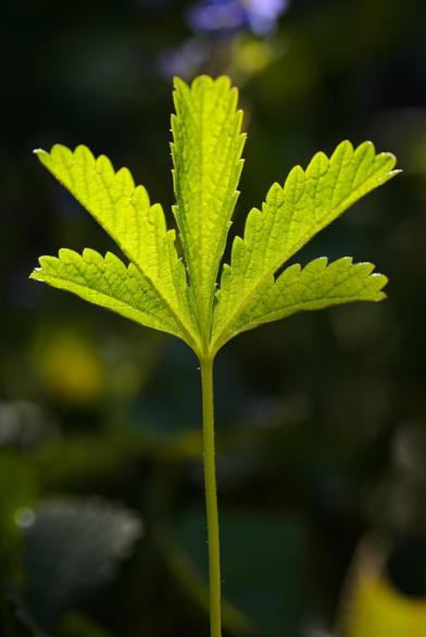 A macro photo of a green plant with five serrated leaves seen backlit by sunshine against a darker green background.