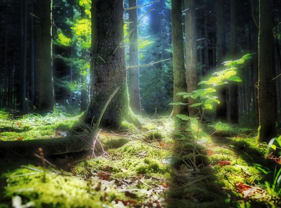 A serene forest scene featuring tall trees, dappled sunlight filtering through the leaves, and a carpet of green moss on the forest floor.