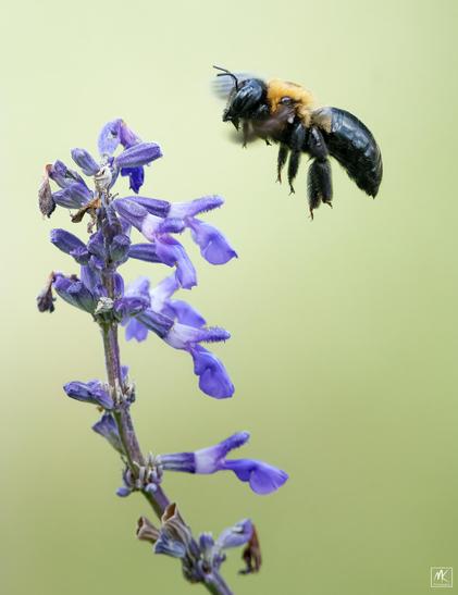 Closeup color photo of a carpenter bee hovering before a mealy blue sage flower spike.