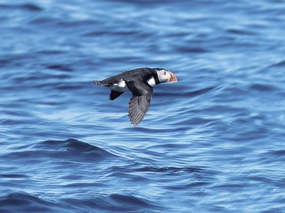 An image of a puffin flying over the sea. Canna, Scotland