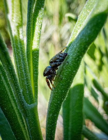 A small dark jumping spider seen side on standing on a green lavender leaf facing downwards. The spider is in shadow but the tops of the leaves are in sunlight.