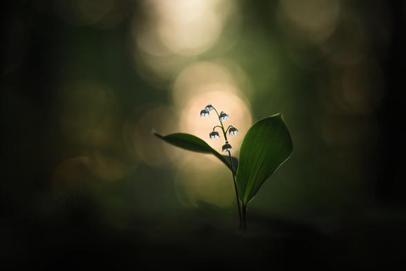 Ein blühendes Maiglöckchen im morgendlichen Gegenlicht. Die Blüten sind schon durchleuchtet, auch die Blätter des Maiglöckchens sind durch das Gegenlicht "transparent". Die restliche Umgebung ist unscharf. Links, unten und rechts sehr dunkel durch Baumstämme und Waldboden. Hinter und über dem Maiglöckchen gibt es größere Unschärfekreise durch durscheinenden Himmel.