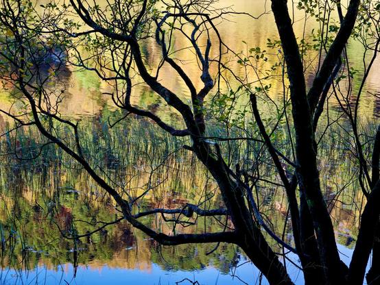 Green and yellow leaves reflecting on a lake surface. A bare tree silhouette, with black branches, spreads across the image.