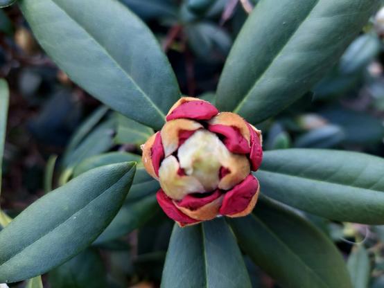 an overhead view of a colorful flower in the beginning stages of blooming, with red, orange, and white petals still bunched up in a cluster in the center but starting to unfurl, and large green leaves out of focus beneath