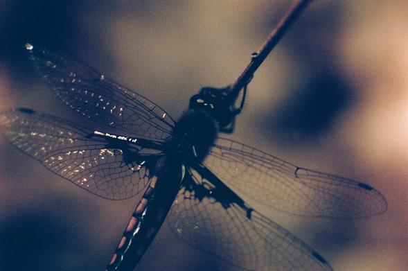 color film photo of a dragonfly perched on the stem of a plant; the photo is quite dark overall, with much of the dragonfly appearing in silhouette; light stripe markings can be seen on the sides of its elongated body, and its outstretched wings reflect glints of sunlight into the camera as we look down on it from behind