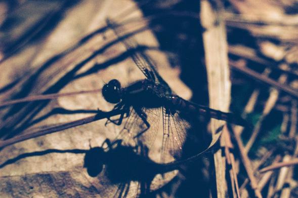 a similar photo of another dragonfly, this time perched on the ground and viewed from the side; it’s still quite dark, so the details of the bug are hard to make out