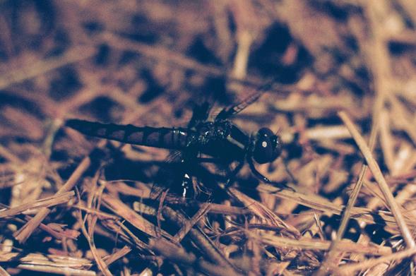 another similar photo of a dragonfly on the ground, which is covered in a layer of fallen pine needles; you can get a slightly better view of the stripe markings on its body in this picture