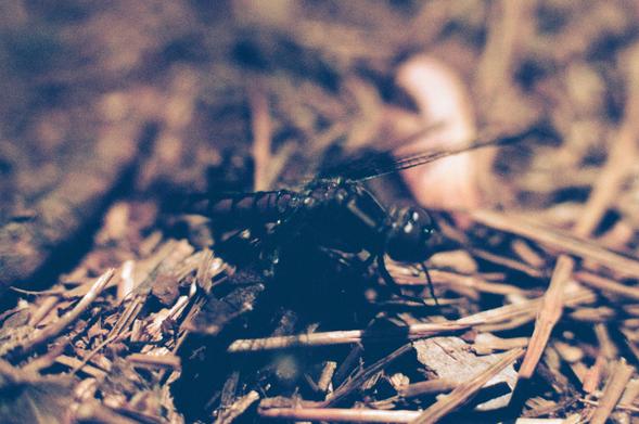 another photo of the same dragonfly from the previous one, just at a slightly different angle this time