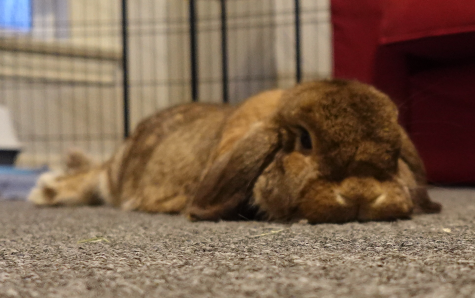 a brown lop rabbit lying very flat with his chin against the carpet