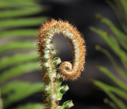 The stem of a fern frond is rising straight up into the air. It folds over and the end hangs down, with a curl at the end, in a way that looks like a head and trunk of a mastodon. The frond is also covered with brown woolly hairs which add to the resemblance.