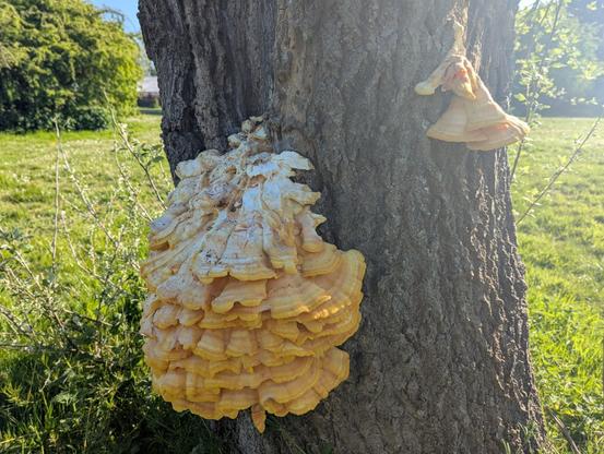 A mass of yellow fungus probably 40cm across, on a tree trunk. It looks a bit like the ruffles on a fancy shirt.