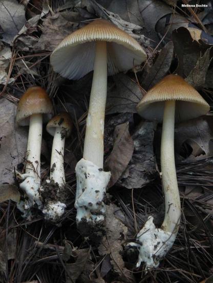 Amanita fulva mushroom image.