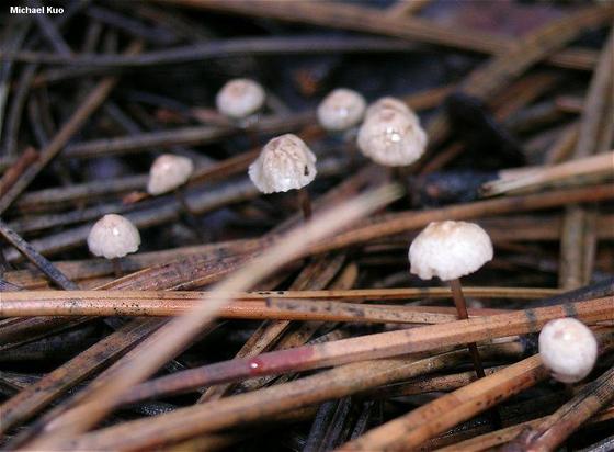 Micromphale perforans mushroom image.