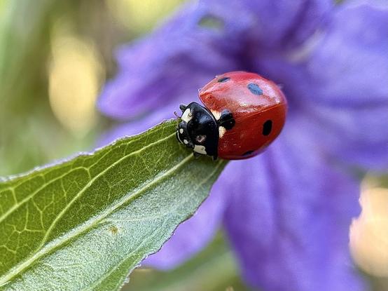A seven-spotted ladybug (coccinella septempunctata) has just landed on a Ruellia simplex (petunia) leaf.
End of April in a park in Valencia.