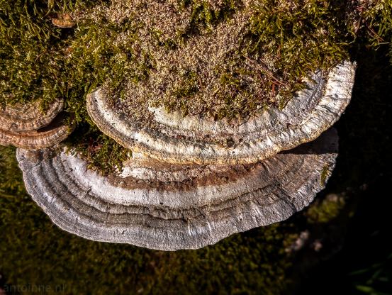 A bracket fungi growing on moss-covered, decaying wood. The edges of the brackets are somewhat wavy and thin.