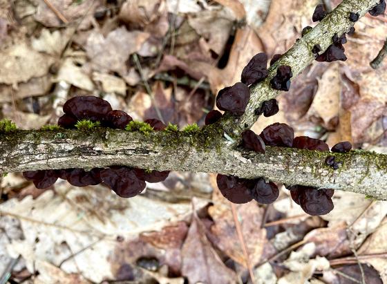 Closeup of a moss speckled Y-shaped twig on the first floor. Coming out the sides are close to 30 blobby, raisin colored mushrooms. They are quite gelatinous and swell with rain. During drier times they crimp up. Each is about the size of a thumb nail.