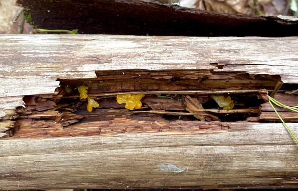 A barkless branch is on the first floor and has a 6 inch groove taken out of it where small blobby orange yellow jelly mushrooms have attached themselves and are growing. Each mushroom is about the size of a fingertip or smaller.